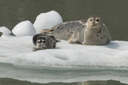 Harbor seal mother and pup