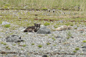 Wolves resting