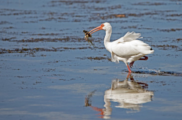 Little White Ibis stabbing a fish.