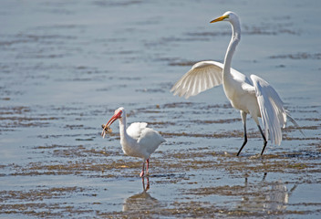 Great Egret tries to steal fish from a little White Ibis