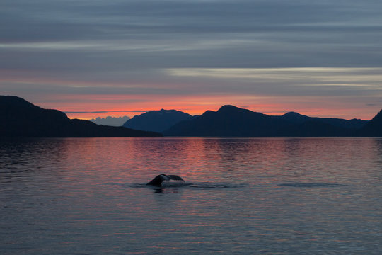 Humpback whale fluke at sunset
