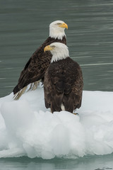Bald Eagles