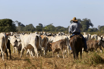 Fazenda de gado