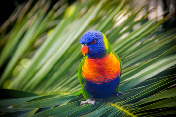 Australian Lorikeet