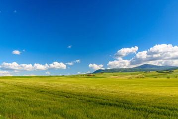 Obraz premium View of the countryside of Val'dOrcia Natural Area in Tuscany during spring season