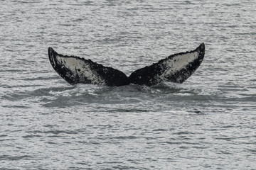 Humpback Whale fluke in Southeast Alaska