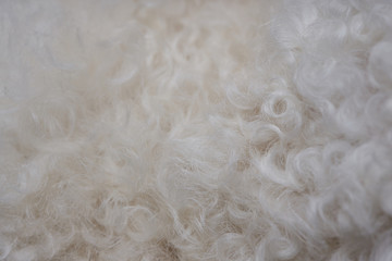 Curly white wool