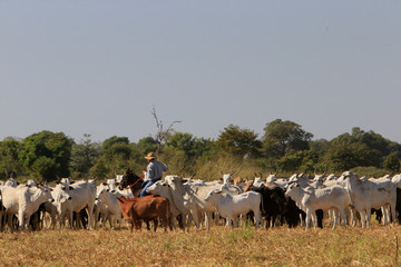 Fazenda de gado
