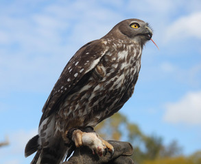 Aigle