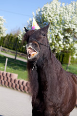Naklejka premium Party Horse, happy horse celebrate his birthday