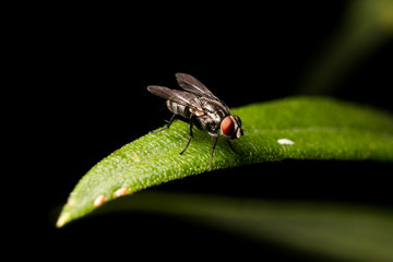 Fly on Leaf