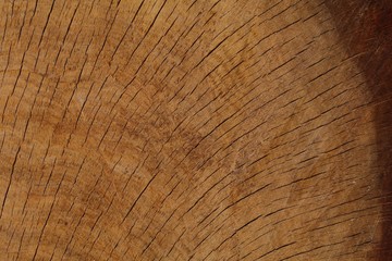 Partial Oak Cross Section Curved Lines