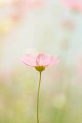 Cosmos flower, Beautiful warm vintage stye color