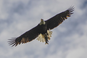 Obraz premium eagle with lunch, fish, eagle, bird, wildlife, flying, eagle with fish,