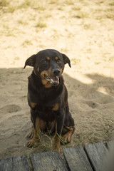 CACHORRO DE RUA