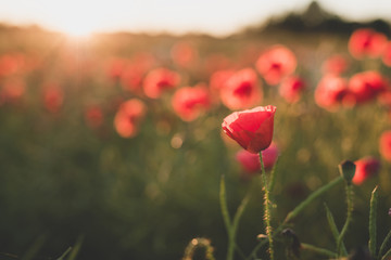 Background. Red, wild poppies in the field