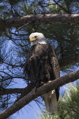 eagle perch, eagle, perch, bird, wildlife, bald eagle, wildlife, 