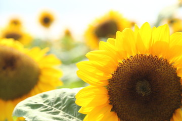 夏の始まり　ひまわりたち sunflower