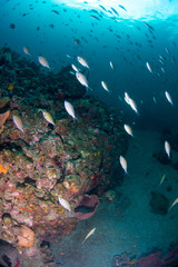 Fototapeta na wymiar Brown chromis fish swimming up the reef