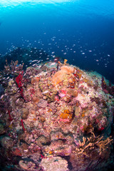 Fototapeta na wymiar Damsel fish swimming over a coral head