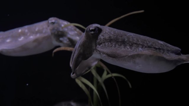 Pair of cuttlefish in the depths of the ocean. 4K footage.