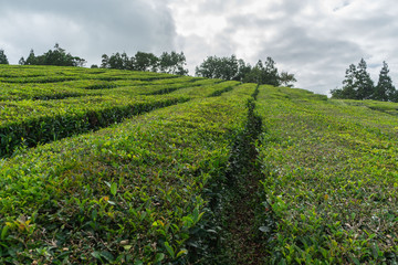 Fototapeta na wymiar Between tea fields at Gorreana tea plantation, Sao Miguel, Azores, Portugal