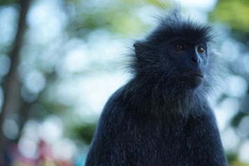 Silvere-leaf monkey looking left