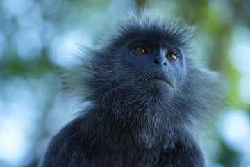 Silvere-leaf monkey has looking up