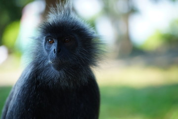 Fototapeta premium Silvered-leaf monkey looking sad