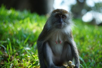 macaque monkey looking shocked