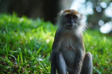 macaque monkey sitting on the stone/grass