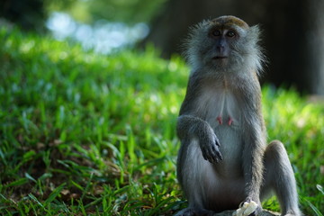 macaque monkey sitting on the stone/grass