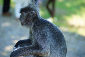 Silvered-leaf monkey sitting and relaxing alone