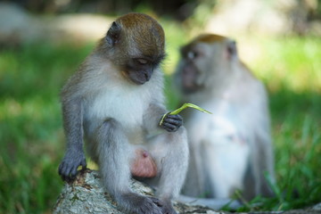Macaque monkey & his mother (on bokeh behind)