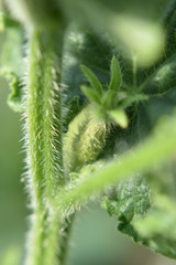 Cucumber, flower