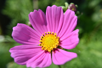 Obraz premium flower