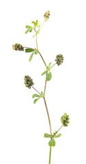 Hop trefoil (Medicago lupulina) with fruits isolated on white background. Medicinal plant