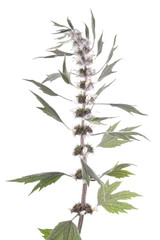Motherwort (Leonurus) isolated on white background. Medicinal plant