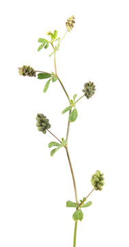 Hop trefoil (Medicago lupulina) with fruits isolated on white background. Medicinal plant