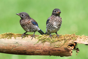 Baby Eastern Bluebirds