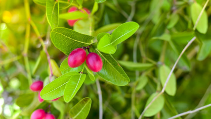 Karonda fruit on tree