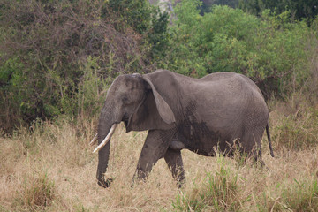 An Old African Elephant Walking Through the African Grasslands