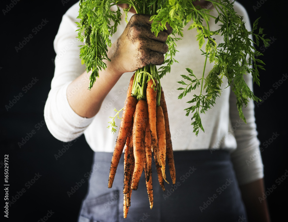 Wall mural closeup of hand holding fresh organic carrots with black background