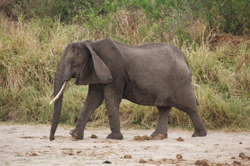 Fototapeta na wymiar An Elderly Elephant Walking in Tarangire National Park