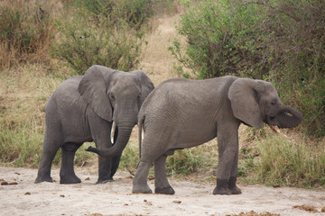 Two African Elephants in Tanzania
