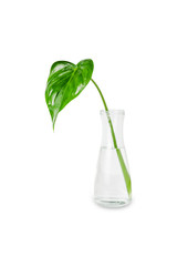Green leaf in a transparent vase on white backgroun