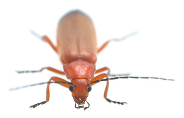 Common red solider beetle, Rhagonycha fulva isolated on white background