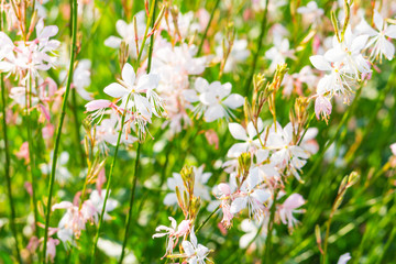 ヤマモモソウの花
