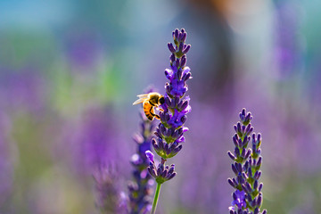 Lavender Flowers and a Bumblebee Collecting Nectar – Summer Wildflower Image