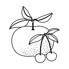 monochrome background with fruits tangerine and cherries vector illustration